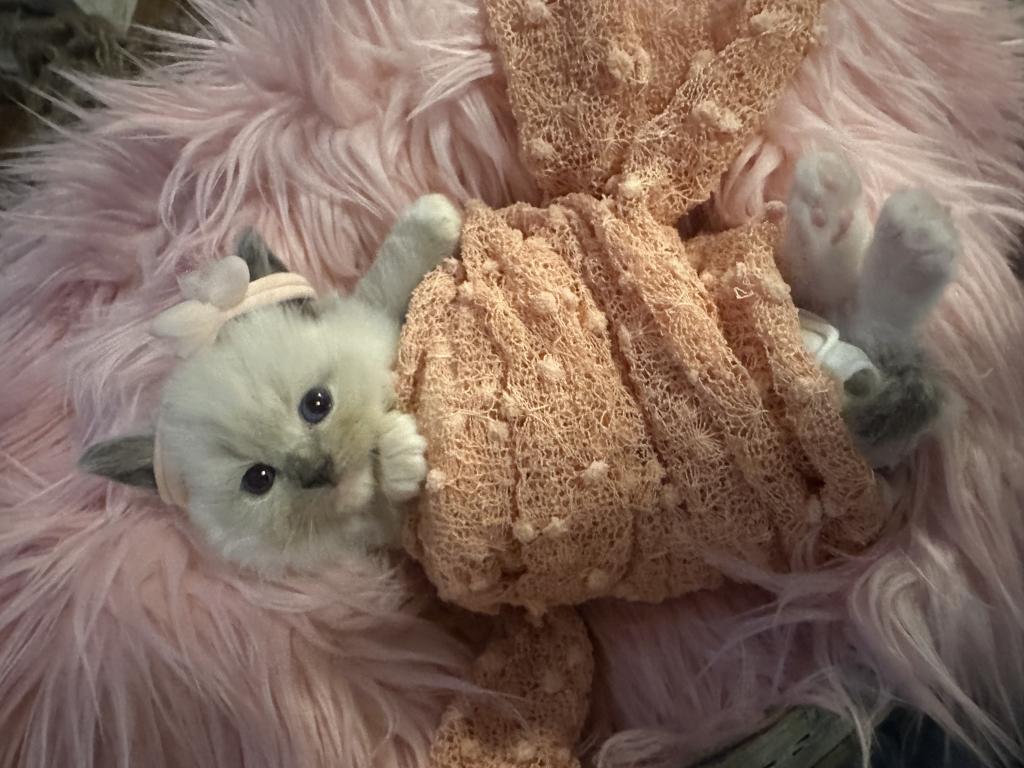 Purebred Female Blue Point Ragdoll Kitten photo 5