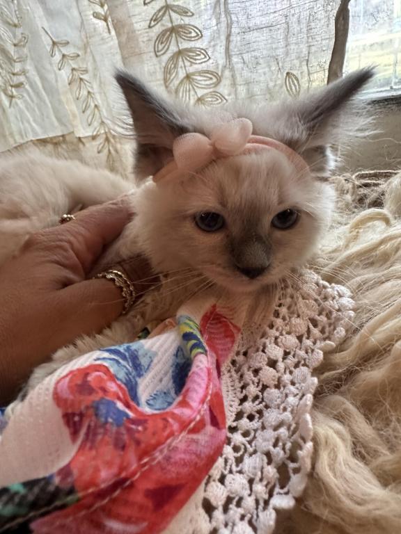 Purebred Female Blue Point Ragdoll Kitten photo 12