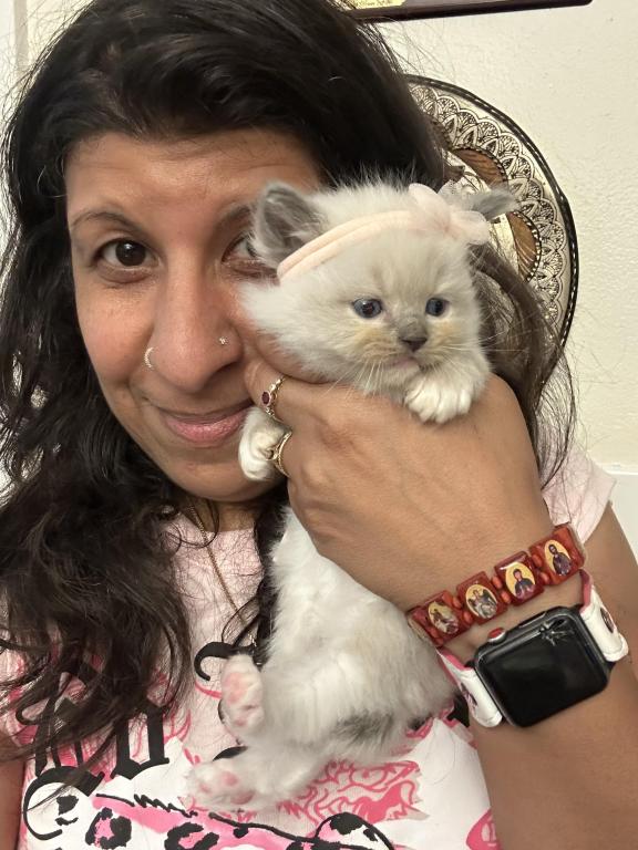 Purebred Female Blue Point Ragdoll Kitten photo 9
