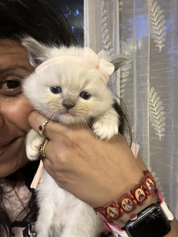 Purebred Female Blue Point Ragdoll Kitten photo 8