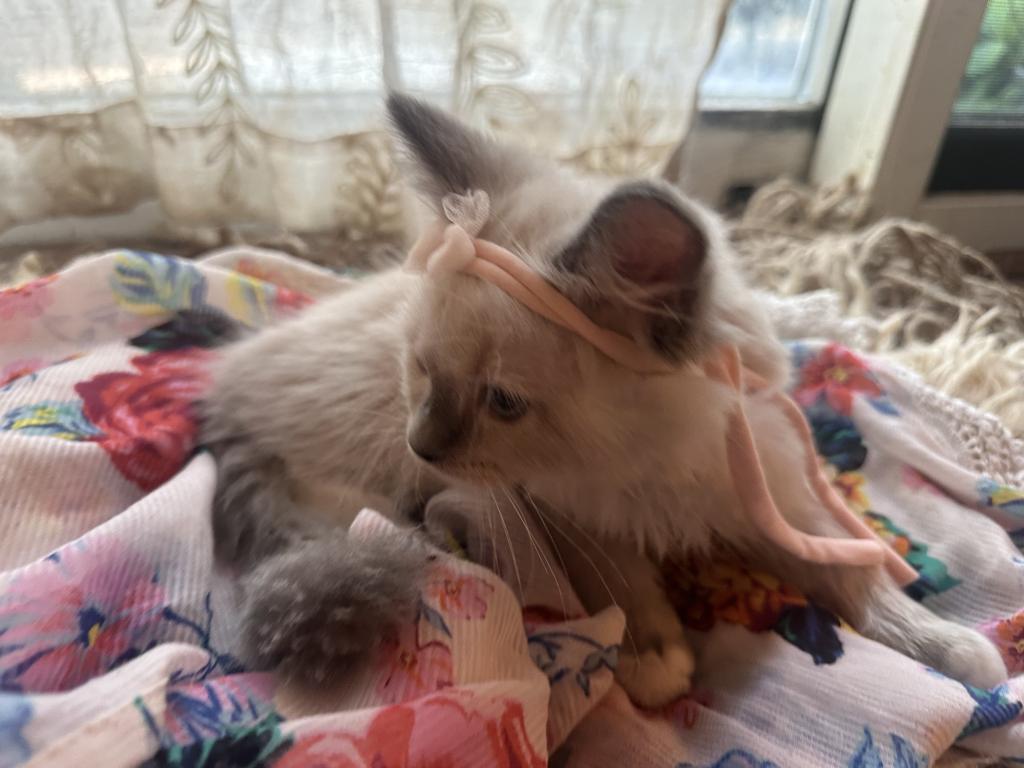 Purebred Female Blue Point Ragdoll Kitten photo 7