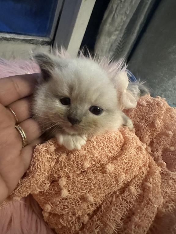 Purebred Female Blue Point Ragdoll Kitten photo 2