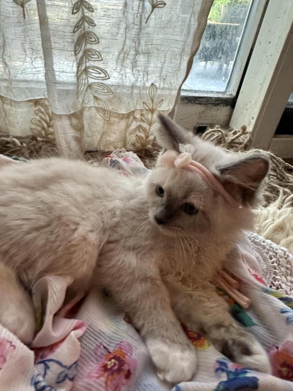 Purebred Female Blue Point Ragdoll Kitten photo 9