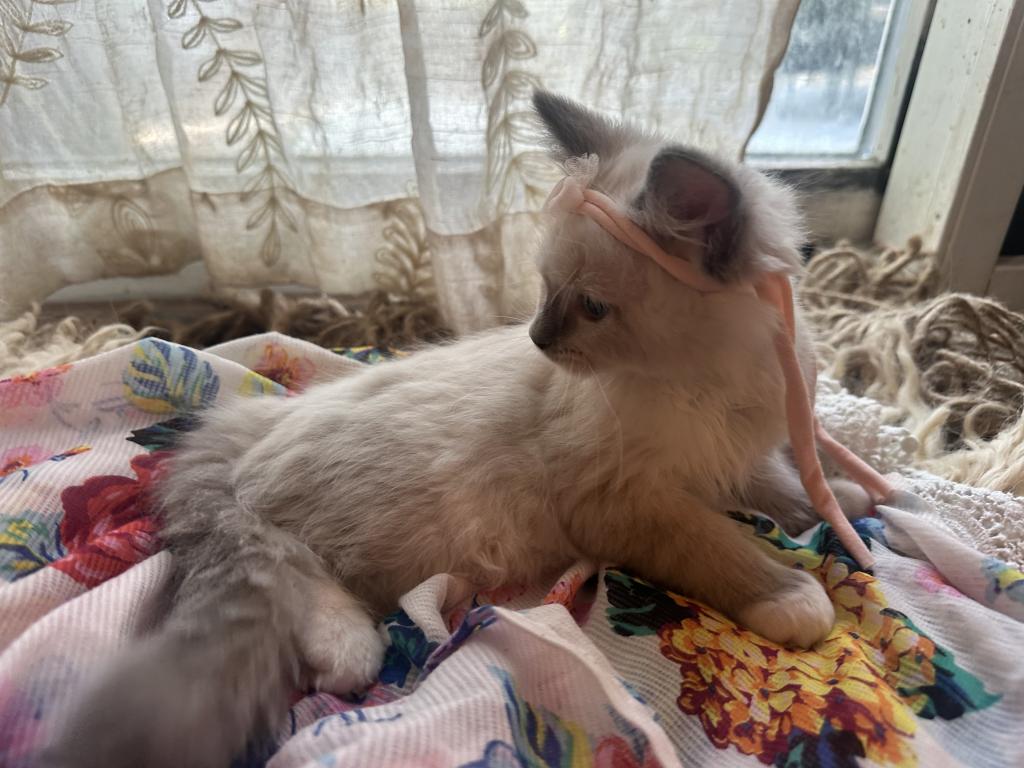 Purebred Female Blue Point Ragdoll Kitten photo 6
