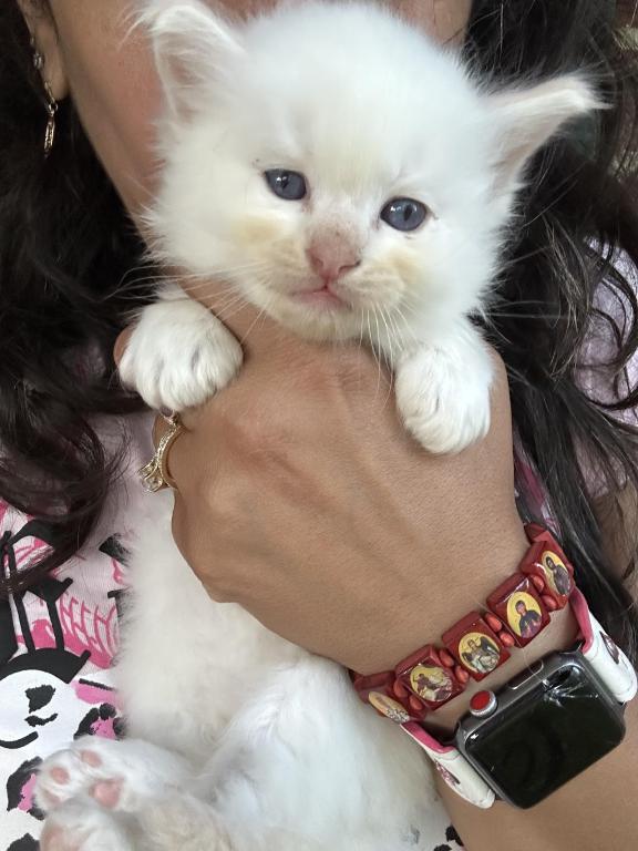 Flame Point Male Ragdoll Kitten photo 5