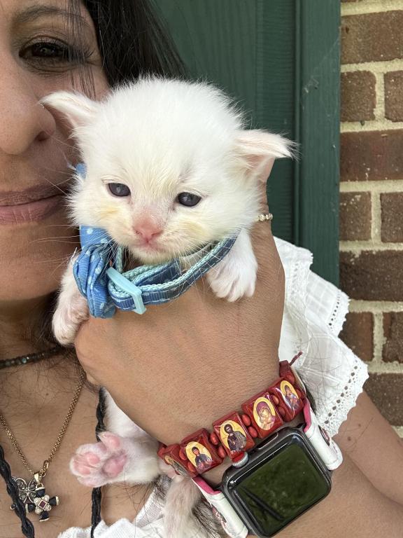 Flame Point Male Ragdoll Kitten photo 22