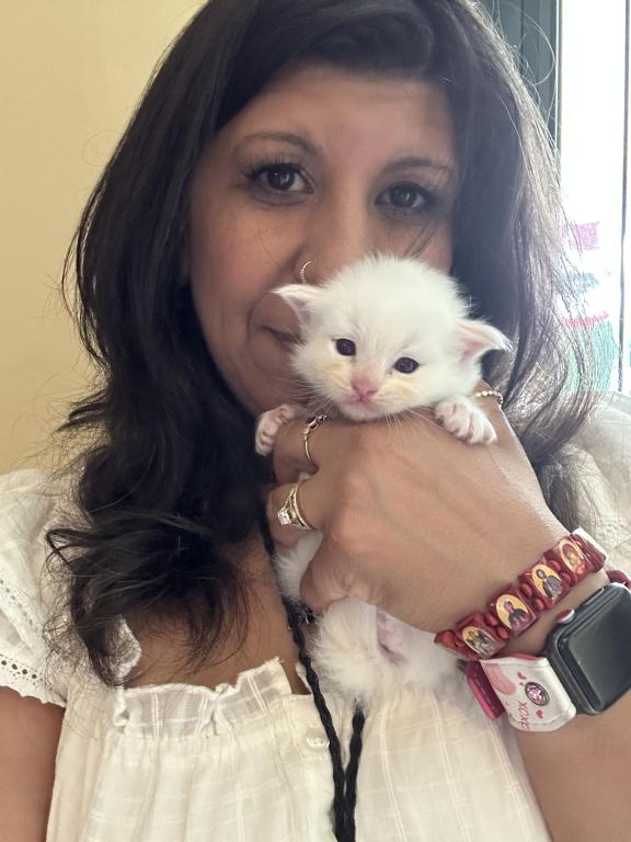 Flame Point Male Ragdoll Kitten photo 15