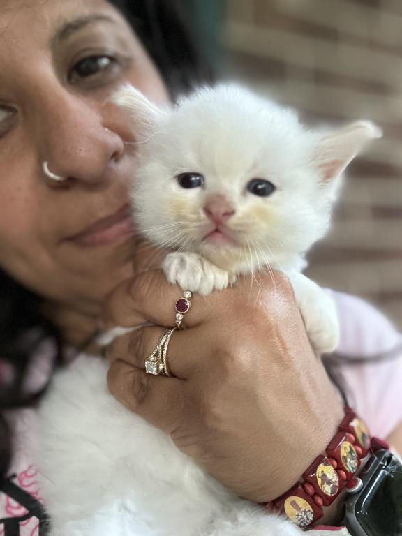 Flame Point Male Ragdoll Kitten