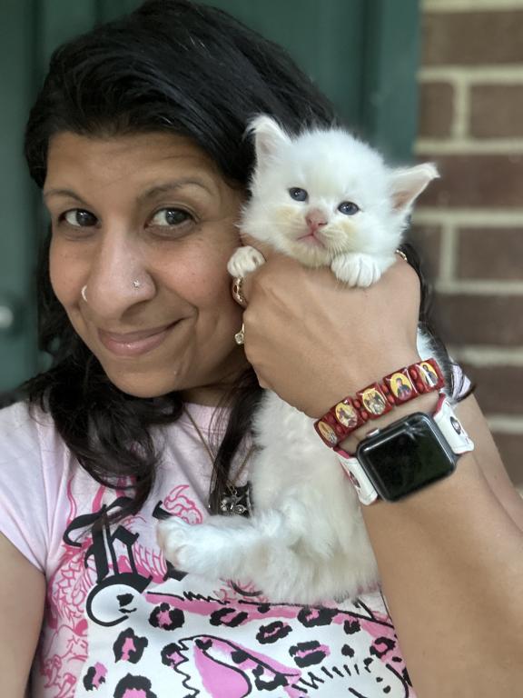 Flame Point Male Ragdoll Kitten photo 11