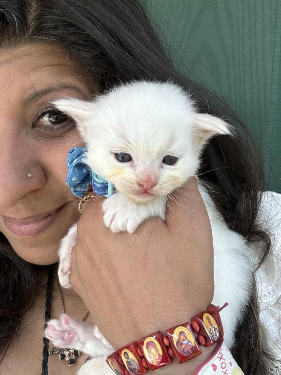 Flame Point Male Ragdoll Kitten photo 20