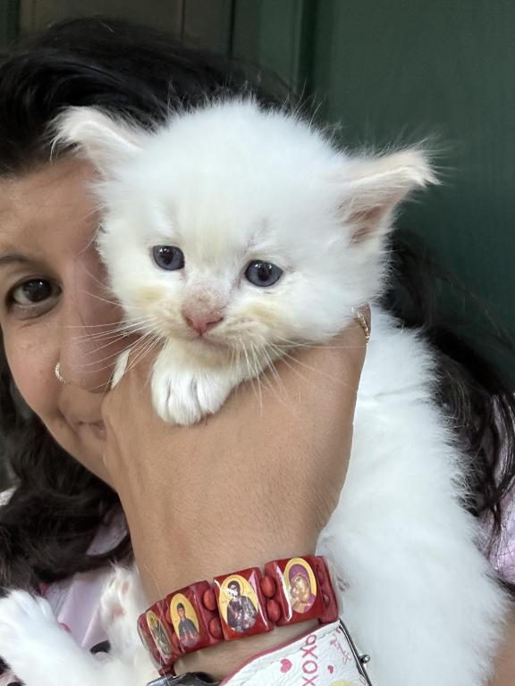 Flame Point Male Ragdoll Kitten photo 3