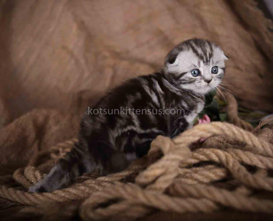Dream Butterfly Tabby Baby Boy Scottish Fold photo 3