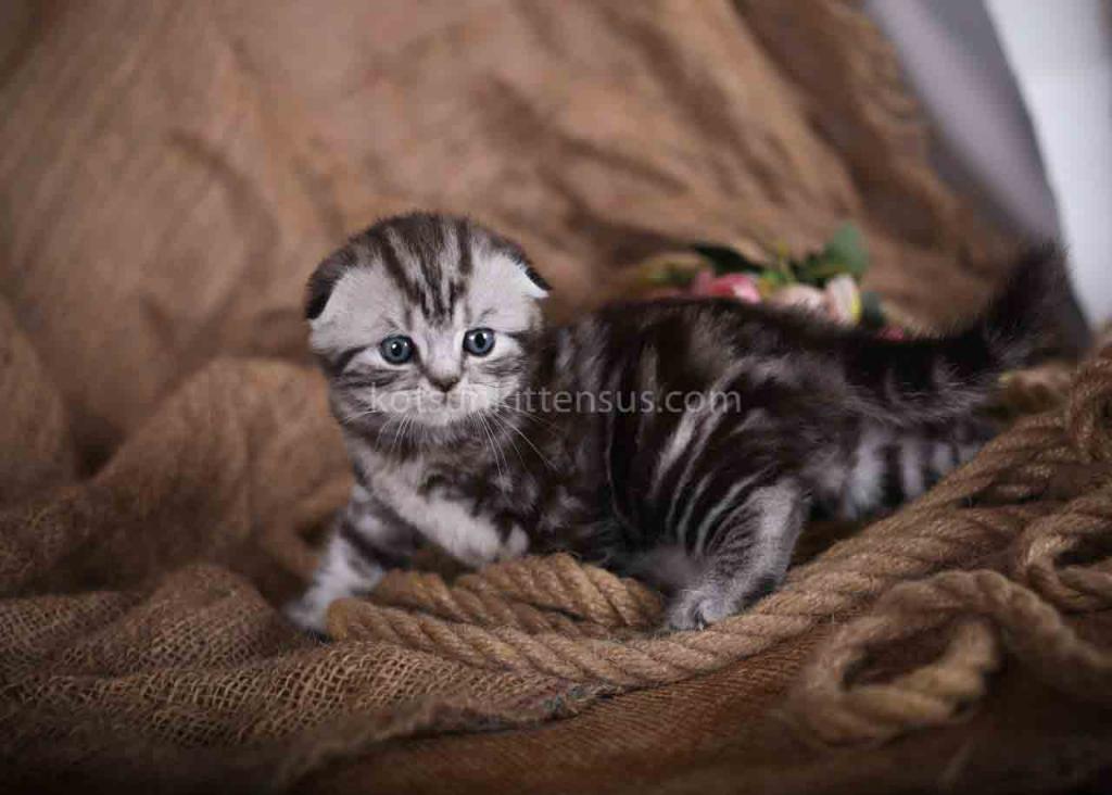 Dream Butterfly Tabby Baby Boy Scottish Fold photo 2