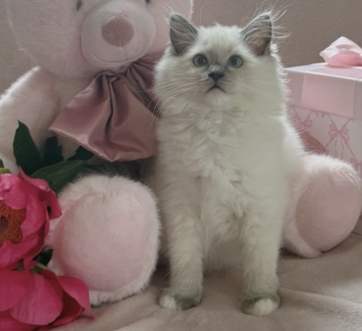 TICA Blue Mitted Ragdoll Girl Lemon photo 1