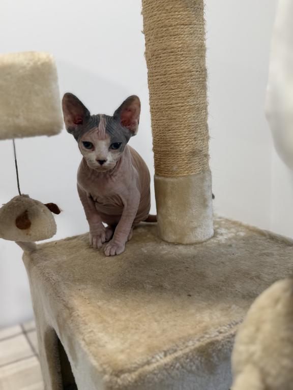 Sphynx Kittens photo 4