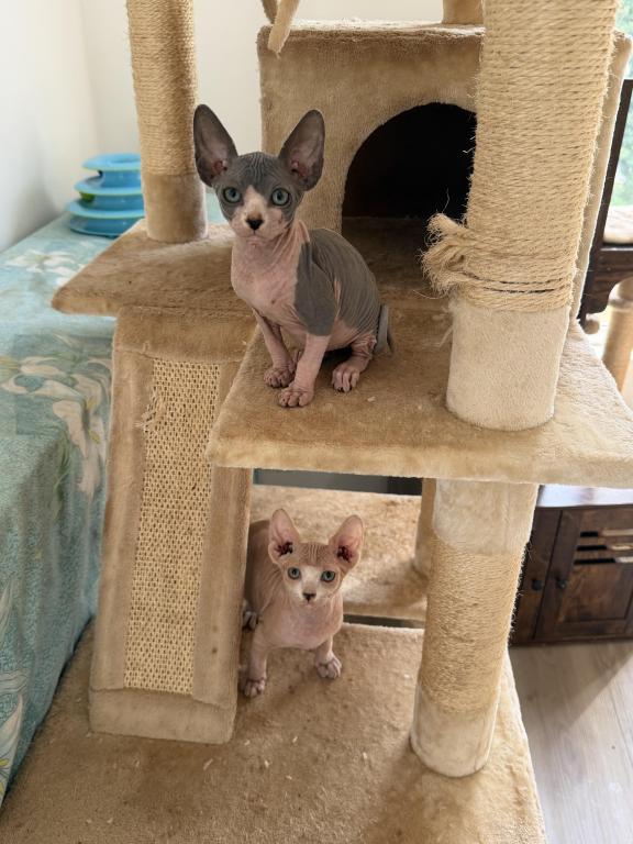 Sphynx Kittens