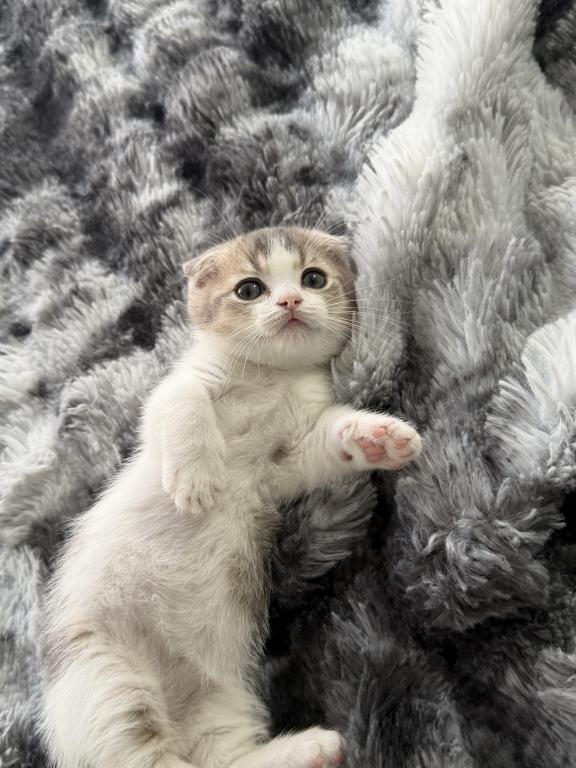 Milo photo 3