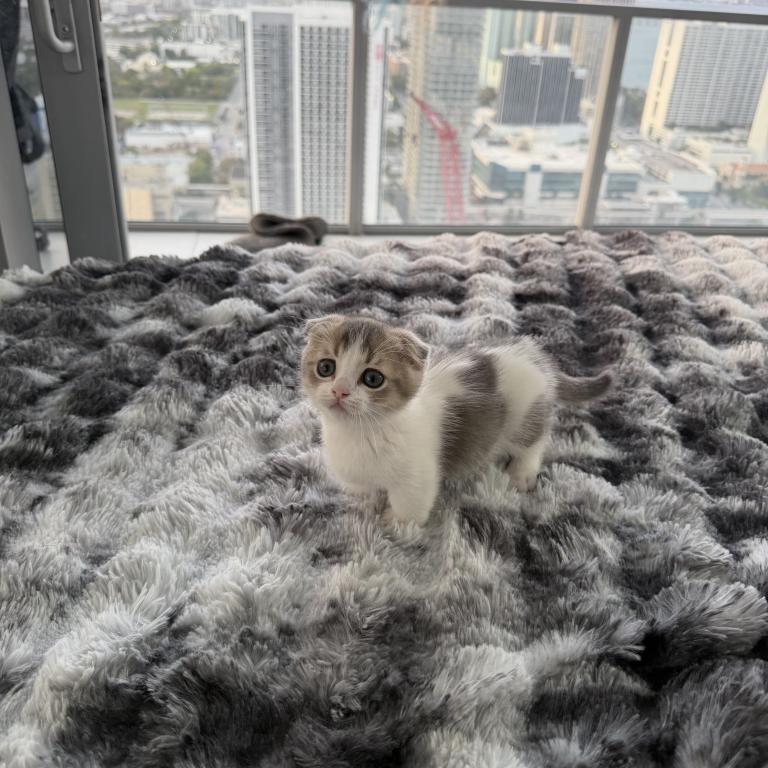 Milo