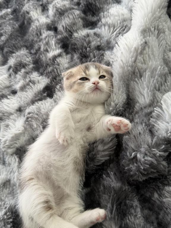 Milo photo 2