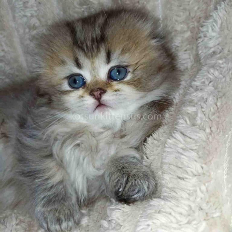 Bonita Black Golden Ticked Chinchila Scottish Fold photo 2