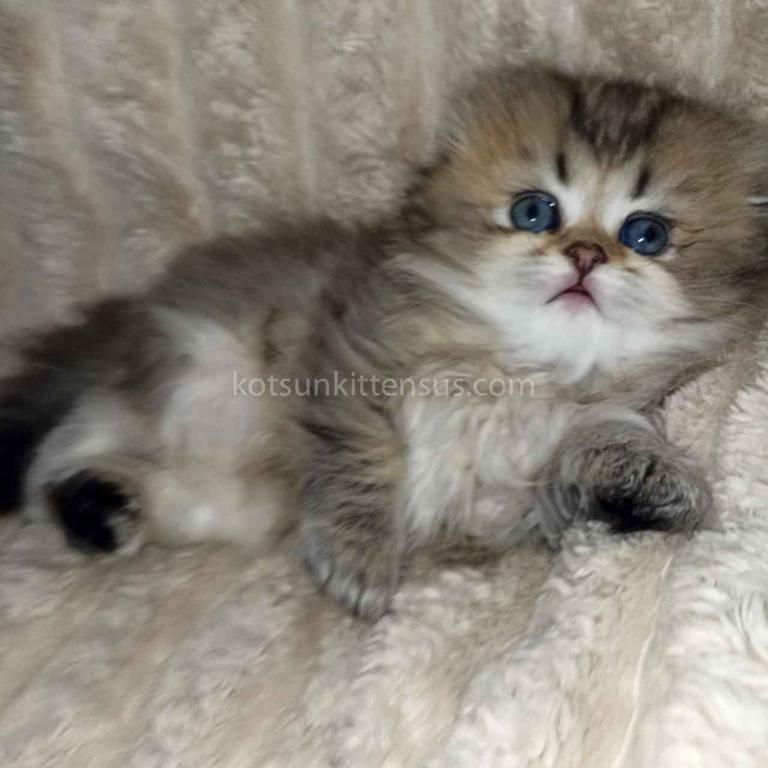 Bonita Black Golden Ticked Chinchila Scottish Fold photo 3