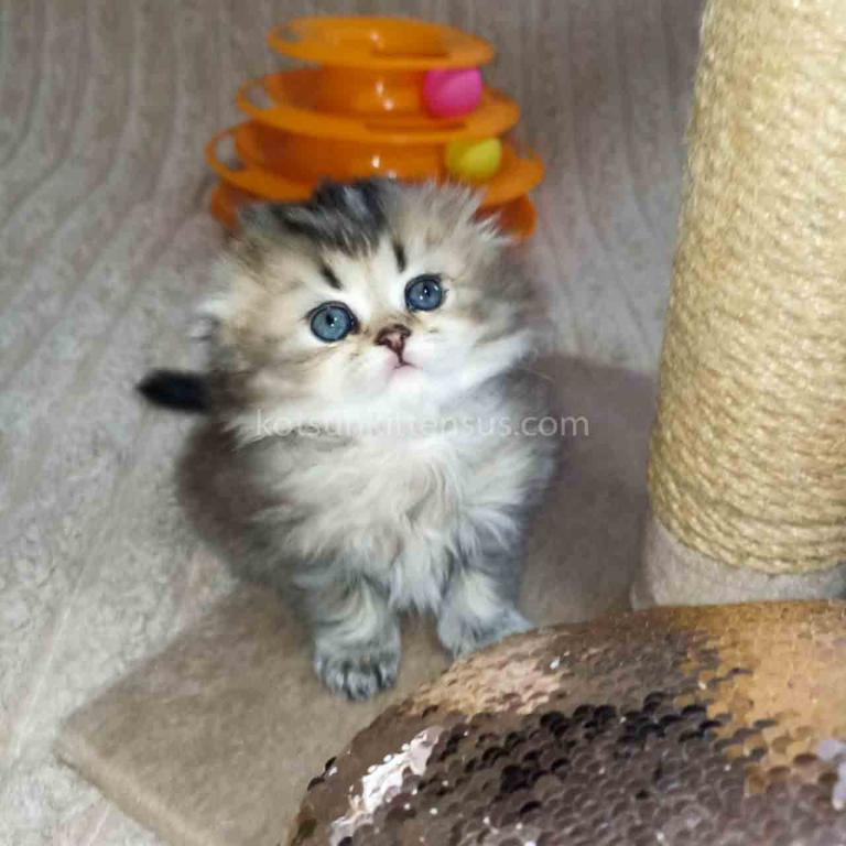 Bonita Black Golden Ticked Chinchila Scottish Fold
