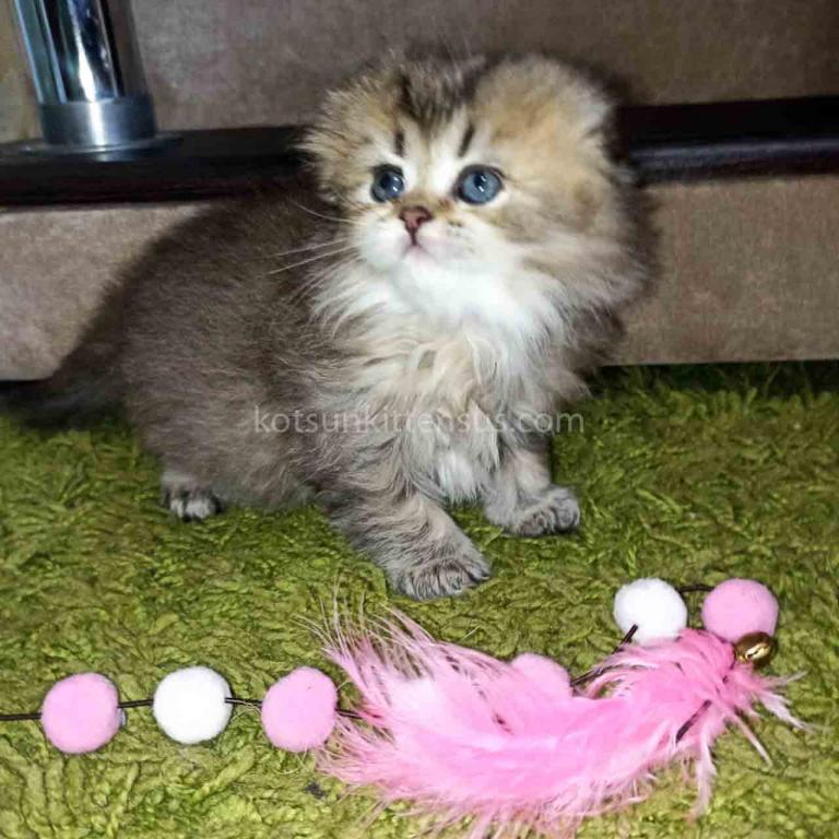 Bonita Black Golden Ticked Chinchila Scottish Fold photo 5