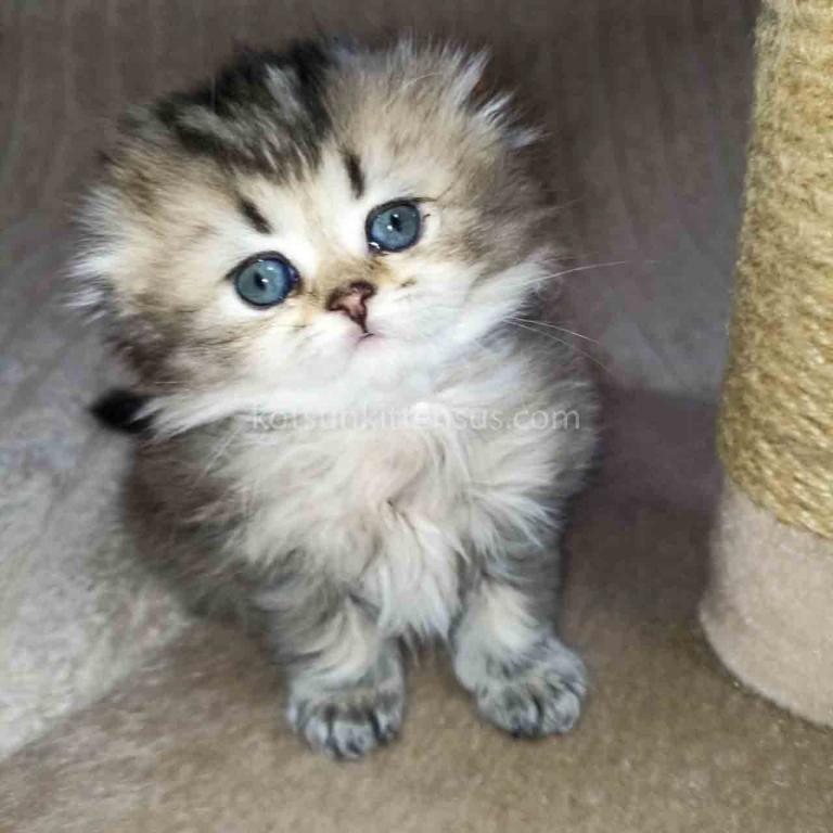Bonita Black Golden Ticked Chinchila Scottish Fold photo 4
