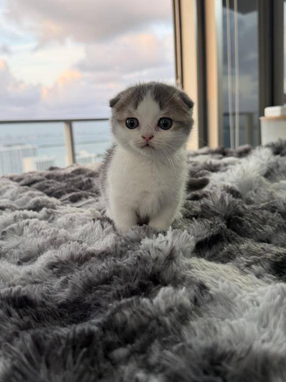 Armani