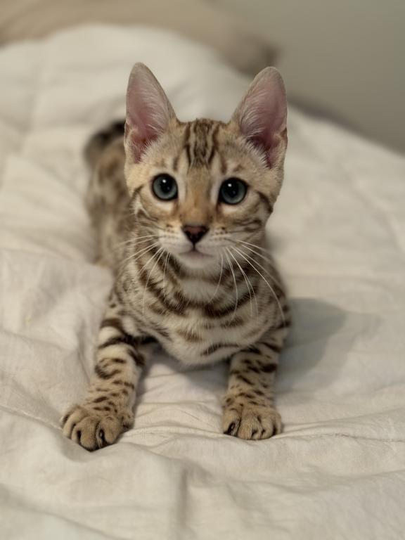 Bengal Kittens photo 13
