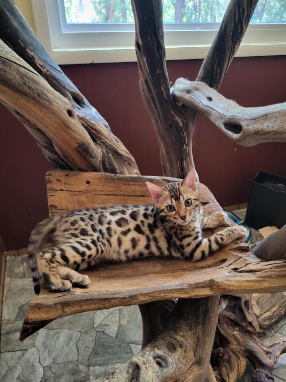 Bengal Kittens photo 2