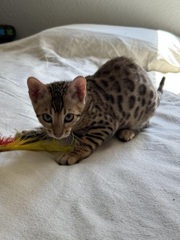 Bengal Kittens photo 10