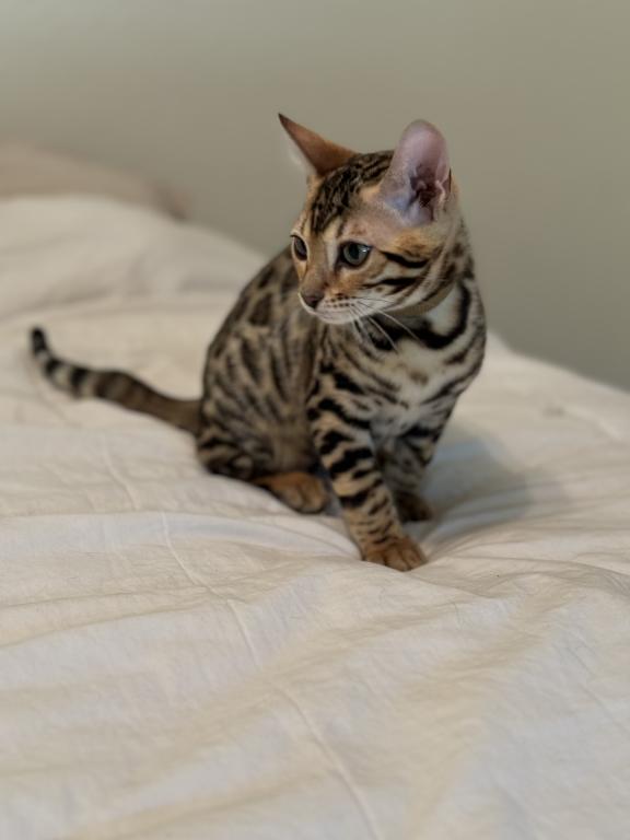 Bengal Kittens photo 12
