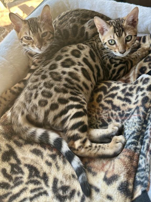 Bengal Kittens photo 5