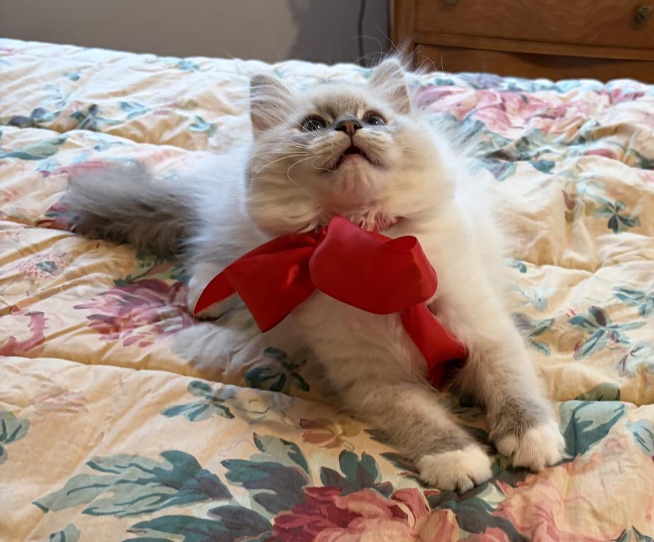 Hyperion Ragdolls Bi Color Litter