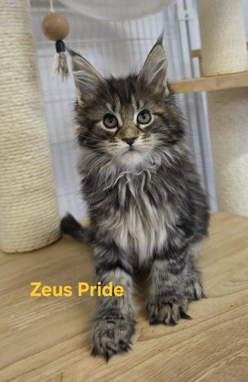 Demeter's Kittens photo 3