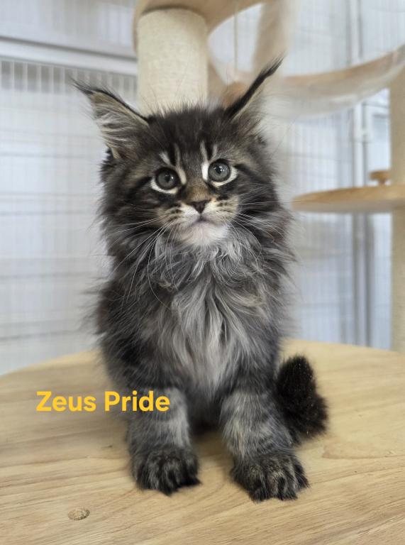 Demeter's Kittens photo 4