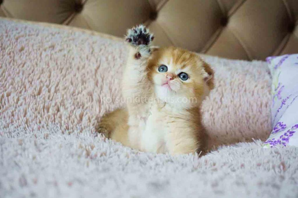 Lila Golden Shaded Baby Girl Scottish Fold Ny 11