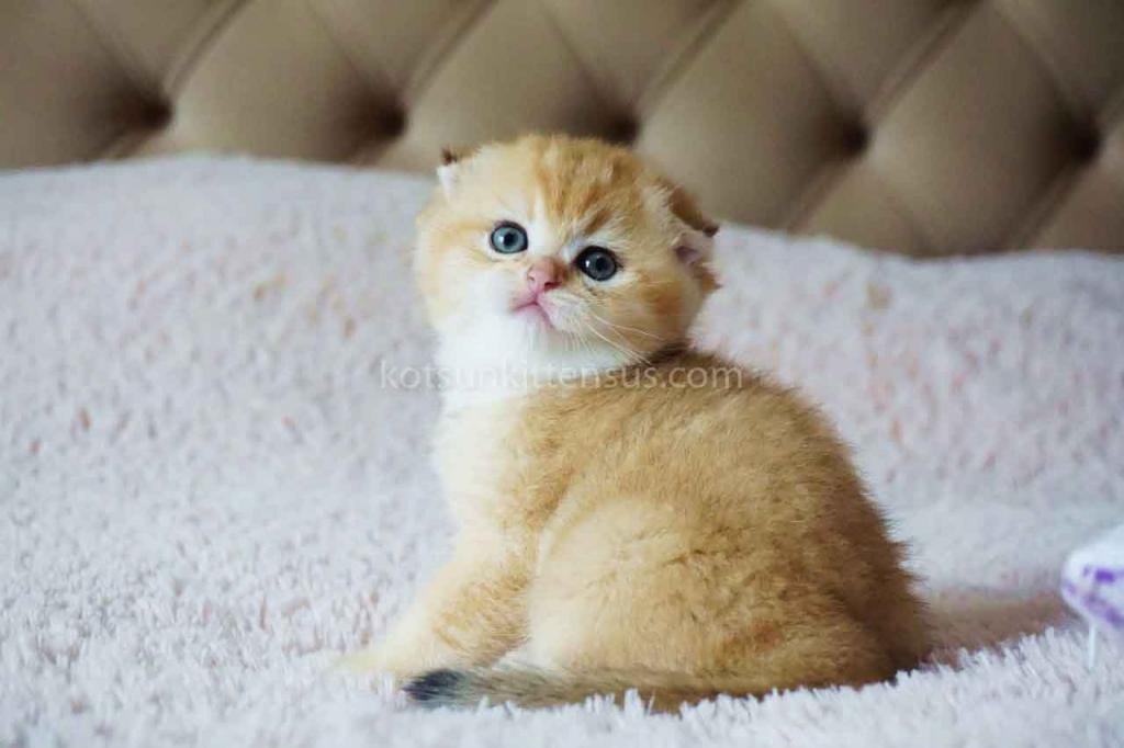 Lila Golden Shaded Baby Girl Scottish Fold Ny 11 photo 12