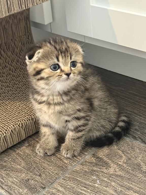 Lovey Female Scottish Fold photo 4