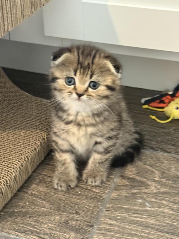 Lovey Female Scottish Fold