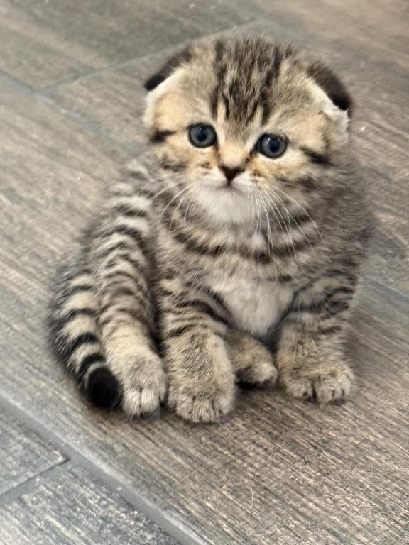 Lovey Female Scottish Fold photo 3