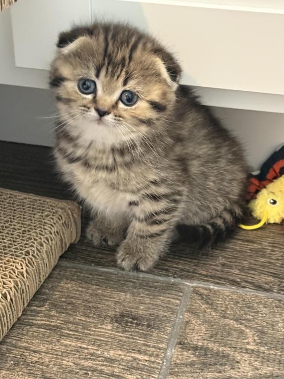 Lovey Female Scottish Fold photo 5