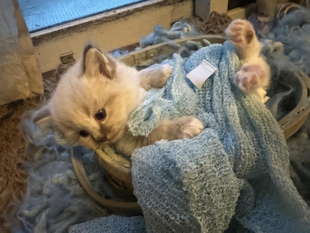 Mitted Mink Blue Linx Point Ragdoll Male Kitten photo 11