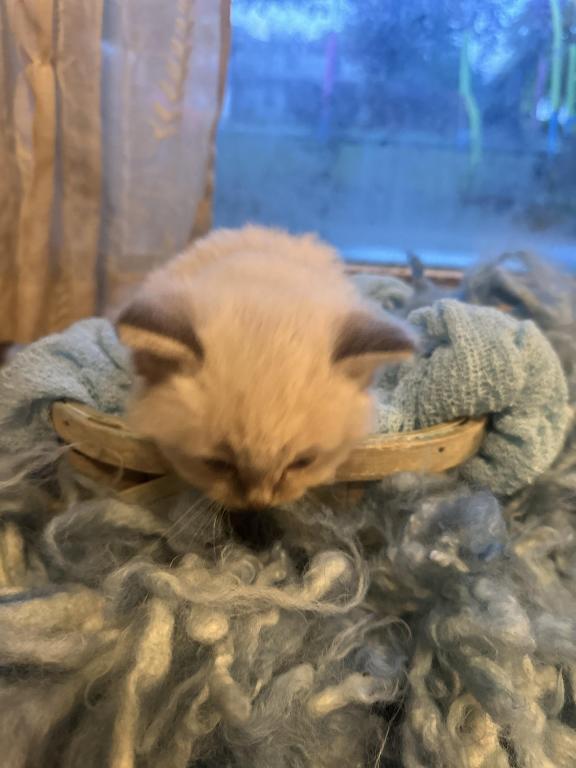 Mitted Mink Blue Linx Point Ragdoll Male Kitten photo 15