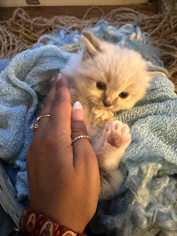 Mitted Mink Blue Linx Point Ragdoll Male Kitten photo 12