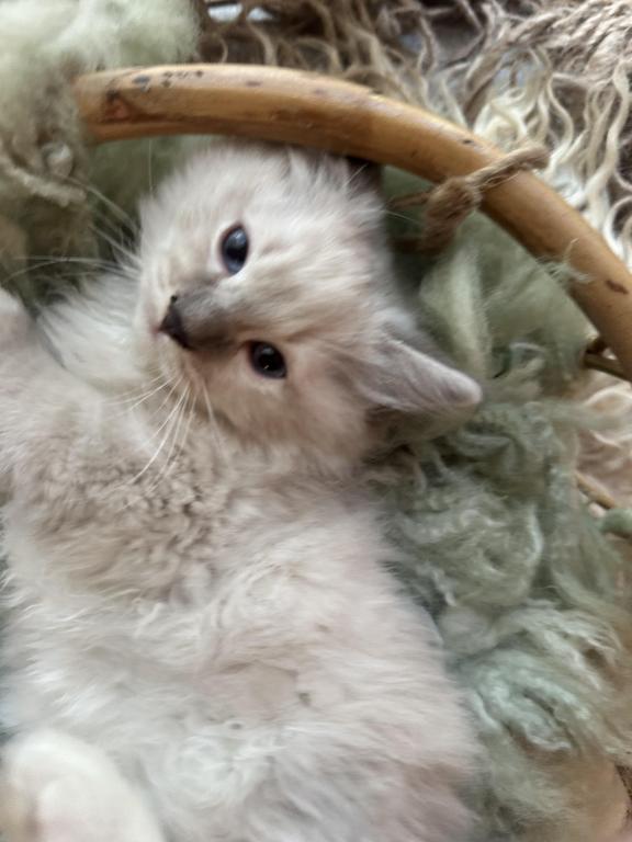 Mitted Mink Blue Linx Point Ragdoll Male Kitten photo 4