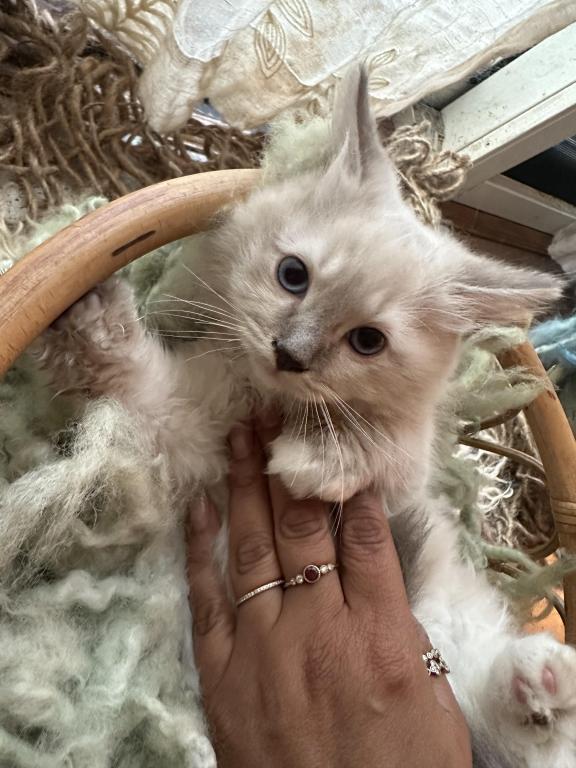 Mitted Mink Blue Linx Point Ragdoll Male Kitten photo 5