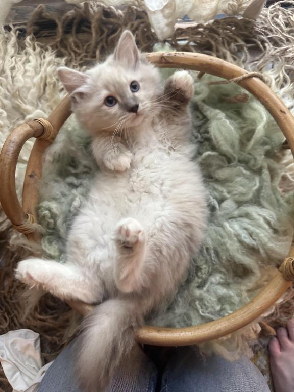 Mitted Mink Blue Linx Point Ragdoll Male Kitten photo 2