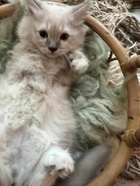 Mitted Mink Blue Linx Point Ragdoll Male Kitten photo 3
